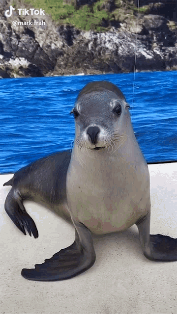 Sea Lions GIFs | Tenor