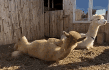 Casaalpaga Alpaca GIF - Casaalpaga Alpaga Alpaca GIFs