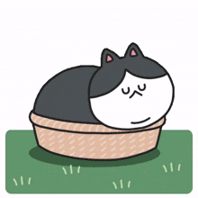 sleeping feline