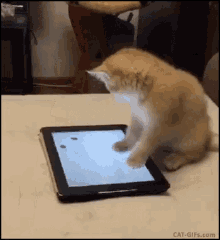 Cat Playing GIF - Cat Playing Phone GIFs