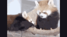 Red Panda Cute GIF - Red Panda Cute Cuddle GIFs