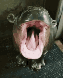 Hippo Babyhippo GIF - Hippo Babyhippo Baby GIFs