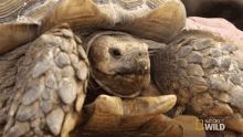 Tortoise Nat Geo Wild GIF - Tortoise Nat Geo Wild Staring GIFs