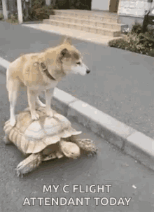 Turtle Lets Ride GIF - Turtle Lets Ride Dog GIFs