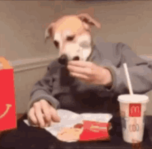Funny Animals Dog GIF - Funny Animals Dog Mcdonalds GIFs
