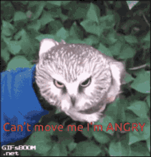 big owl tantrum angry mad move