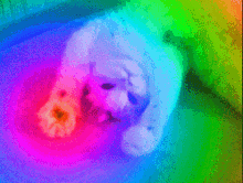 Cat Colors GIF - Cat Colors Cute GIFs