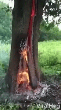 [Image: fire-inside-tree.gif]