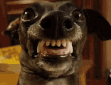 Dogs Funny GIF - Dogs Funny Dog Teeth GIFs