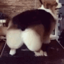 Dogs Funny Animals GIF - Dogs Funny Animals Wiggle GIFs
