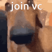 Join Vc Dog GIF - Join Vc Dog Weird GIFs