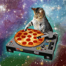 Cat Dj GIF - Cat Dj Pizza GIFs