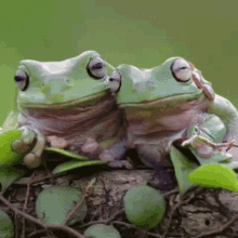 Taekook Frog GIF - Taekook Frog Animal GIFs