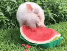 watermelon national watermelon day happy watermelon day pig eating watermelon