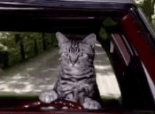 Cat Driving Cruise GIF - Cat Driving Cruise Omw GIFs