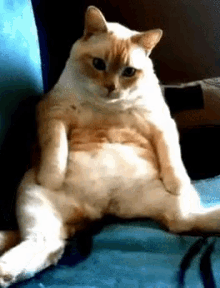 Everyone Hates The Hiccups GIF - Hiccups Cat Cute GIFs