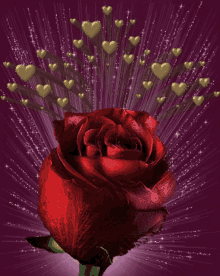I Love You Rose GIF - I Love You Rose Hearts GIFs