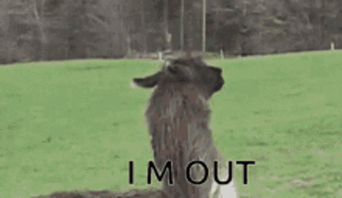 Im Out Llama GIF - Im Out Llama Bounce - Discover &amp; Share GIFs