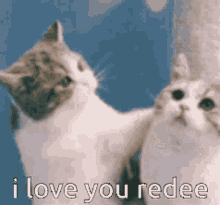 I Love You Redee GIF - I Love You Redee Redee GIFs
