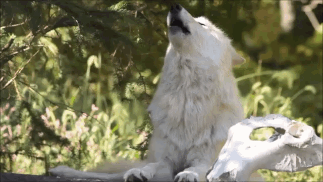 Wolf Howling GIF.