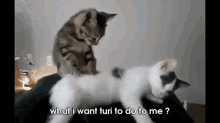 Massaging Cats GIF - Massage Cats Cute GIFs