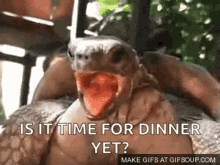 turtle is it time for dinner