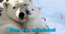 polar bear good morning mom and baby love