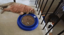 Cat Funny GIF - Cat Funny Lazy GIFs