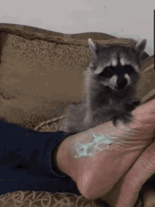 Masaje Raccoon GIF - Masaje Raccoon Funny GIFs