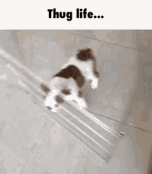 dog pug thug life cage