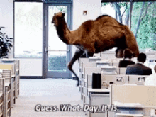 Hump Day Camel GIF - Hump Day Camel Guess What Day It Is GIFs