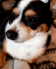 sissy dog doggo