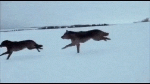 Wolves GIF.