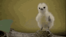 bird fly