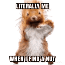 Squirrel Literally Me When I Find A Nut GIF - Squirrel Literally Me When I Find A Nut Dance GIFs