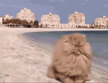 Grumpy Grumpy Cat GIF - Grumpy Grumpy Cat Cat Grumpy GIFs