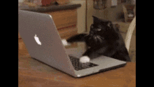 Cat Typing Gif GIF - Cat Typing Gif GIFs