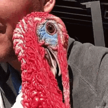 turkey pet weird thanksgiving turkey pet weird thanksgiving