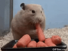 Hungry All The Carrots GIF - Hungry All The Carrots Dinner Time GIFs