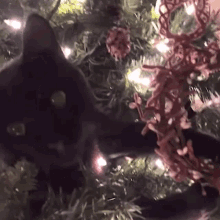 Christmas Fail Season Fail GIF - Christmas Fail Season Fail Cat Christmas Tree GIFs