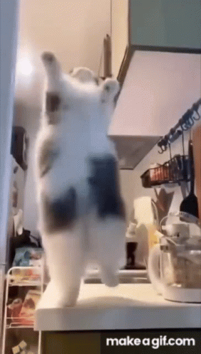 cat-dancing-cat.gif