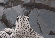 Leopard Cat GIF - Leopard Cat Funny GIFs