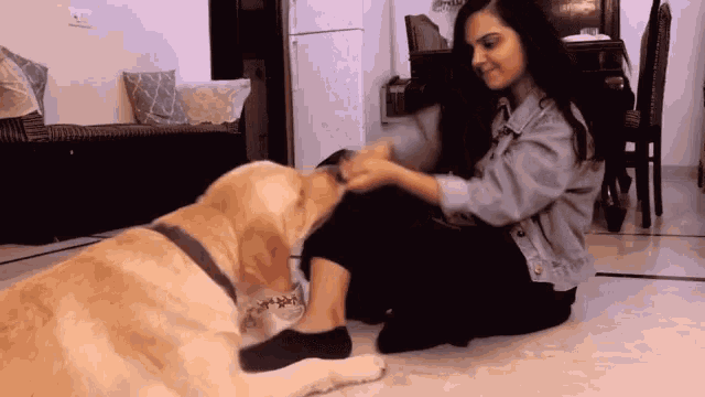 Play With Dog Get The Socks GIF - Play With Dog Get The Socks Its My Socks ...
