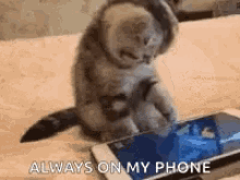 Iphone Kitty GIF - Iphone Kitty Phone GIFs