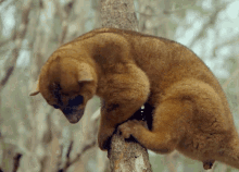 Kinkajou Animal GIF - Kinkajou Animal Pooping GIFs