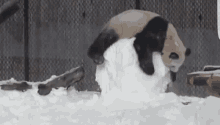 Panda Animal GIF - Panda Animal Snow GIFs