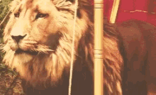 Lion Aslan The Lion The Witch And The Wardrobe GIF - Lion Aslan The Lion The Witch And The Wardrobe GIFs