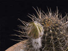 Orange Cactus GIF - Orange Cactus Flowers GIFs