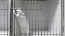 How The Cat Got Out Of The Bag GIF - Cat Cage Lock GIFs