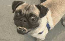 Funny Pug GIF - Pug Cute GIFs